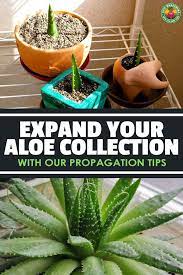 How To Propagate Aloe Plants It S Easy Epic Gardening Aloe Plant Care Aloe Plant Propagate Aloe Vera