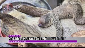 More cuteness from the sloth sanctuary. Cute Zoo Welcomes Two Toed Baby Sloth Wtaj Www Wearecentralpa Com