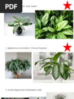 Image result for Cyphostemma stenolobum