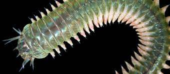 It was the first biology textbook ever reviewed by time and was. Marine Animals Without Backbones Te Ara Encyclopedia Of New Zealand