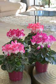 Cyclamen persicum (persian cyclamen) is a tender tuberous perennial boasting delightfully fragrant flowers from fall to late spring. Cyclamen Is A Hardy Perennial For Colder Growing Zones Hgtv