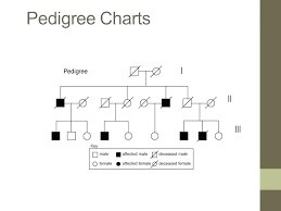 blank pedigree form jasonkellyphoto co