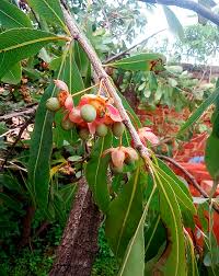 Image result for Ochna schweinfurthiana