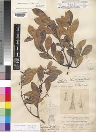 Image result for Alafia caudata