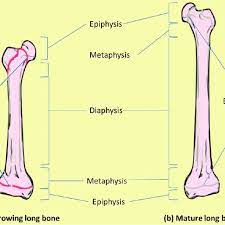 The growth plate, also known as the epiphyseal plate is a thin layer of cartilage that lies between the epiphyses and metaphyses, and is where the growth of long bones takes place. Bone Macrostructure A Growing Long Bone Showing Epiphyses Download Scientific Diagram