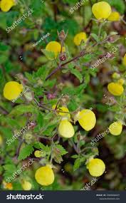 Image result for Calceolaria tripartita