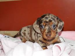 Chocolate Dapple Miniature Dachshund Puppies For Sale Dachshund Puppies Dachshund Puppies For Sale Dachshund Puppy Miniature