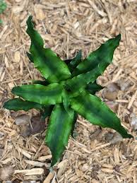 Image result for Congolanthus