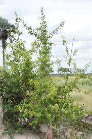 Image result for Flueggea