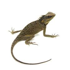 If you need jacksonville pest control, don't hesitate to contact our team of expert exterminators at jacksonville pest control, located conveniently near you. Quick Catch