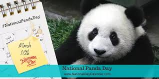 Though solitary animals, pandas still communicate with one another through vocalization and scent marking. Adult Pandas Eat Up To 84 Lbs Daily Pooping 62 Lbs A Day South Florida Reporter