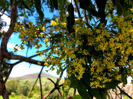 Maybe you would like to learn more about one of these? Flindersia Xanthoxyla Wikipedia