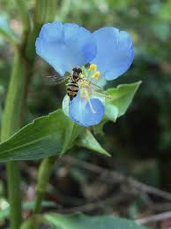 Image result for Commelina
