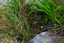 Image result for Hypoxis kilimanjarica