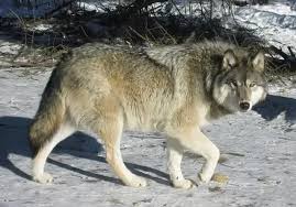 اكثر لون يكرهه الذئاب