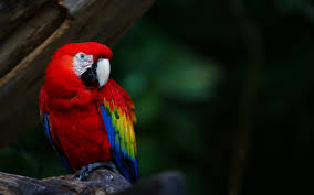 Animals Wildlife Nature Birds Macaws Parrot Wallpapers Macaw Parrot Wallpaper Hd 1920x1200 Download Hd Wallpaper Wallpapertip Funny wild animal pictures & images. animals wildlife nature birds