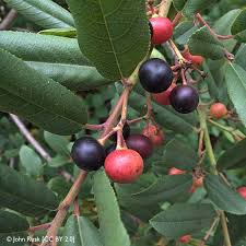 Image result for Fuirena obcordata