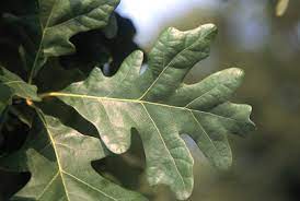 Tree leaves isolated on white background. What Type Of Oak Tree Do I Have North American Tree Service
