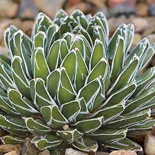 Agave victoriae reginae queen victoriaorigin: Succulent Gardens Garden Design