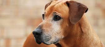 It will cut down on health risks, such as perianal tumors, cancer of the prostate, testicular cancer, etc. Enlarged Prostate In Dogs Parsemus Foundation