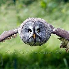 Magnificent Owl Great Photo Credit Owls Hoot Daily For Info About Promoting Your Owl Art Or Crafts Send Me A Dir Great Grey Owl Owl Photos Owl Images