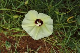 Image result for Merremia palmata