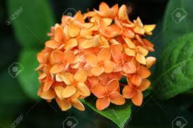 Image result for Ixora sp. A