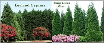 Imagine being scrutinized by your neighbors from their windows while you entertain guests in your pool. Thuja Vs Leyland Which Privacy Tree Wins Arborvitae Landscaping Leyland Cypress Thuja Green Giant