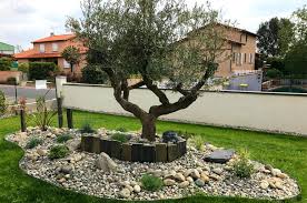 Massif Olivier Jardin Massif Amenagement Jardin Deco Jardin