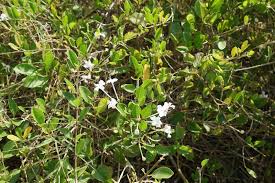 Image result for Volkameria