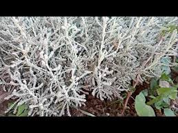 نبات الشيح الذي يزرع لطرد العقارب Youtube Places To Visit Flowers Plants