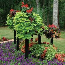 Very Nice Plants Unique Gardens Container Plants