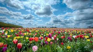 Desktop, tablet, iphone 8, iphone 8 plus, iphone x, sasmsung galaxy, etc. Field Of Flowers Wallpapers Top Free Field Of Flowers Backgrounds Wallpaperaccess
