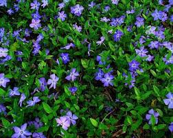 This can create the visual effect of a tiered garden and spare you a lot of headaches. Evergreen 10 Plants Creeping Myrtle Vinca Minor Plants Ground Etsy In 2021 Evergreen Ground Cover Plants Periwinkle Plant Flowering Ground Cover