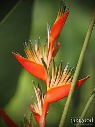 Heliconia Bird Of Paradise Plant Varieties Tropical Orange Tropical Orange Tropical Flowers Birds Of Paradise Plant
