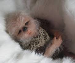 Baby Wookiee Is Adorable And Creepy Chewbacca Star Wars Baby Wookie