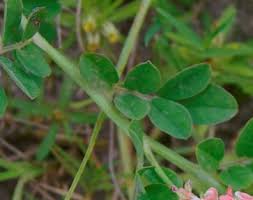 Image result for Indigofera spicata