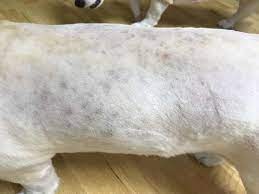Black spots are simply pigmentation. Black Spots On A Dog S Skin Causes Diagnosis And Best Treatments Ebknows