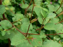 Image result for Corchorus