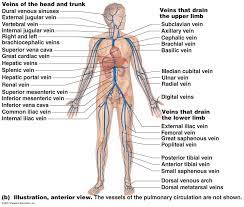 As compared with those of the arteries, diseases associated with the veins are often very common. Pin On Anatomy Aides