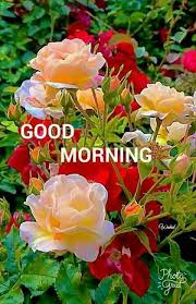 Good Morning Greetings Beautiful Rose Flowers Beautiful Flowers Flower Garden