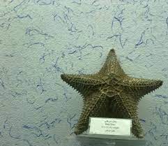 صور من المتحف الموجود في احد الاقسام الملحقة بـ ضريح الامام الرضا عليه السلام