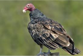 The turkey vulture is a fast bird that can fly at speeds of up to 60 miles per hour. Turkey Vulture Wild Republic