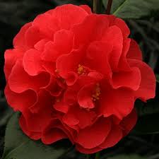Camellia Japonica Dixie Knight Flora Flowers Rare Flowers Wonderful Flowers