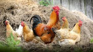 Here's how to do if you're ready to bring some farm yard into your backyard, here's what you need to do to get started. Salmonella Outbreak In 21 States Linked To Backyard Poultry Don T Kiss The Chickens Cdc Warns