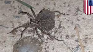 Check spelling or type a new query. Dozens Of Baby Spiders Scatter Off Mother Spider S Back In Viral Video Taken In Georgia Tomonews Youtube