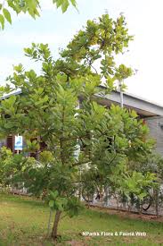 Image result for Anacardium occidentale