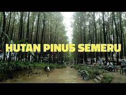 Gunung semeru meletus sekitar pukul 03.10 wib, selasa (1/12/2020) membuat ratusan warga dari tiga desa di tiga kecamatan lumajang mengungsi. Hutan Pinus Semeru Hps Ds Sumberputih Wajak Malang Youtube