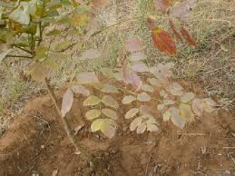 Image result for Radermachera xylocarpa