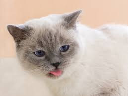 Fiddling the taste and texture of something this might be the most common reason why cats need to get their tongue out. Cat Sticks Tongue Out When Petted